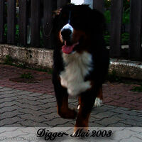 Digger2003-05
